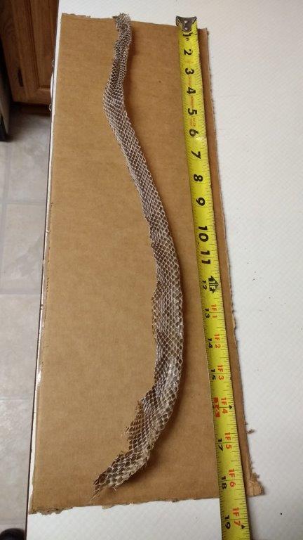 Baltimore
 snake skin