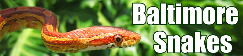 Baltimore
 snake